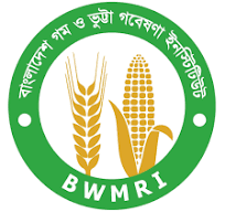 wheat and maize research institute